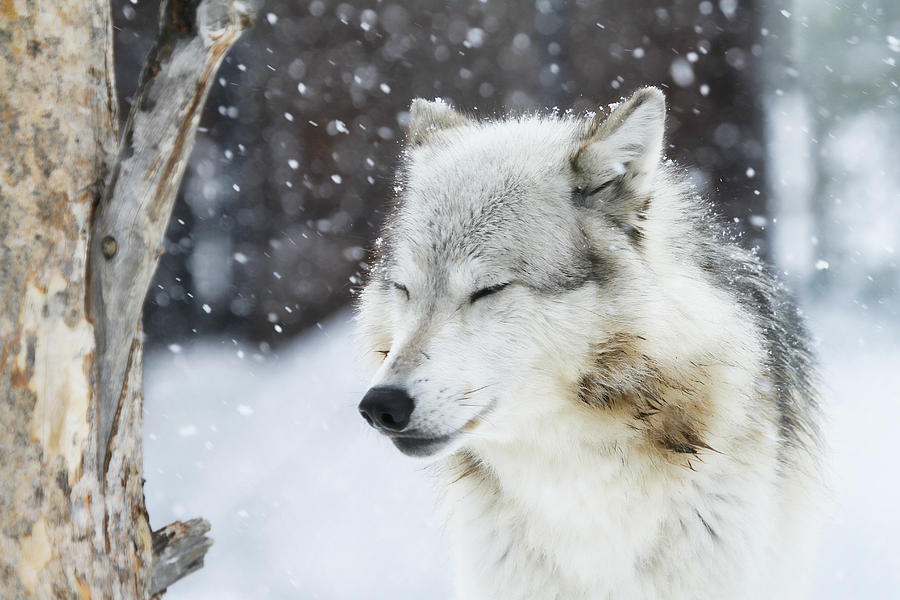 Wolves Photograph - Dream Wish by Athena Mckinzie