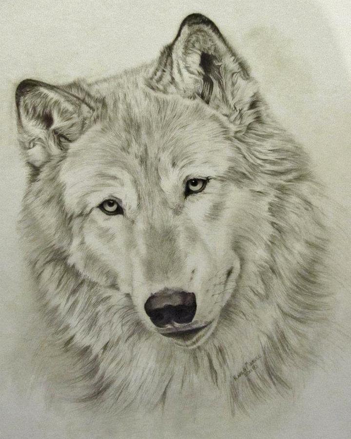 Wolves Drawing - Dreamer by Karen Standifer