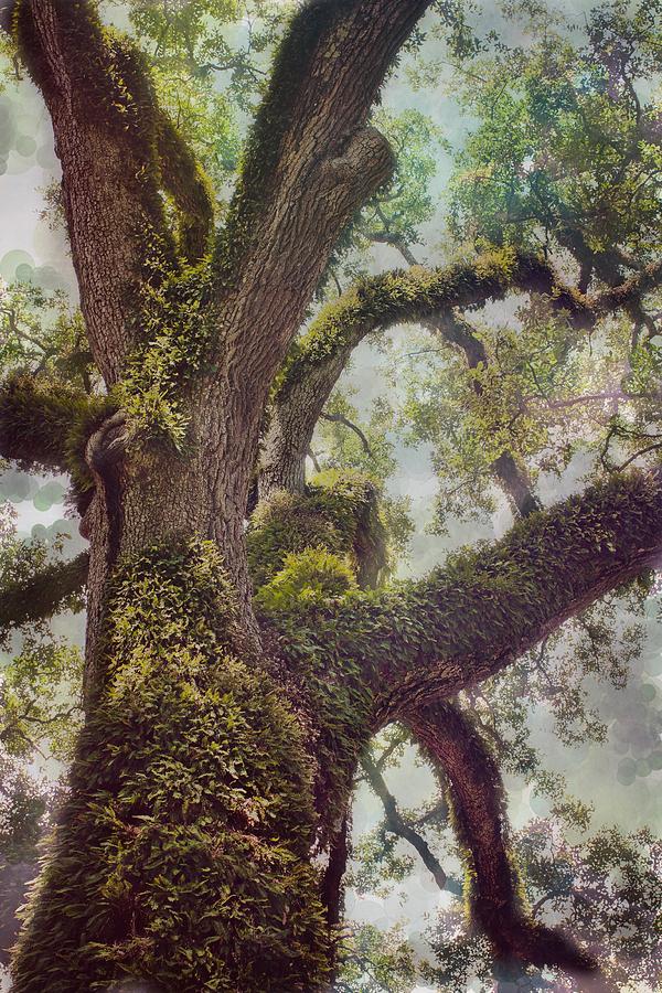 Dreamers Oak Photograph by Maria Robinson