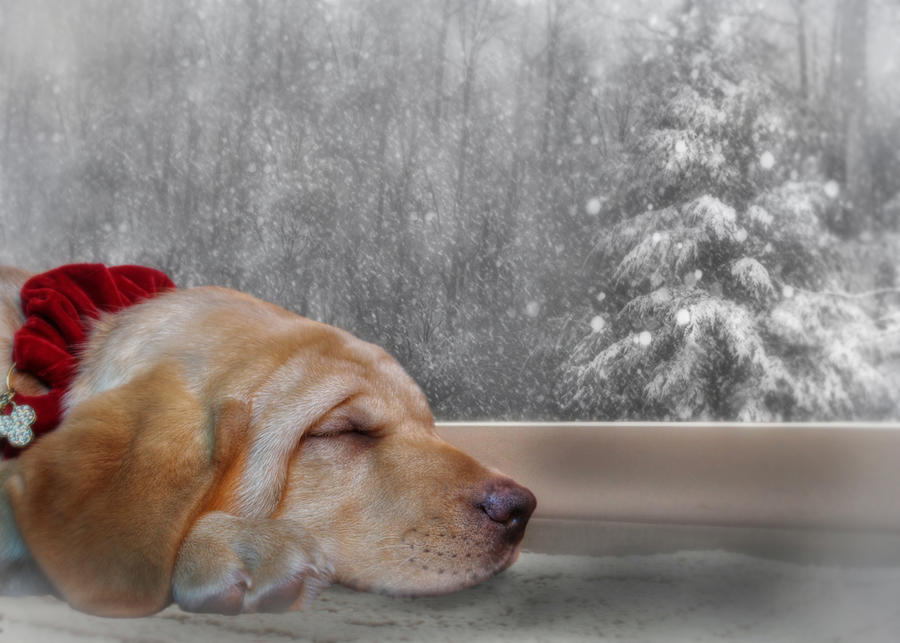 Dreamin of a White Christmas 2 Mixed Media by Lori Deiter