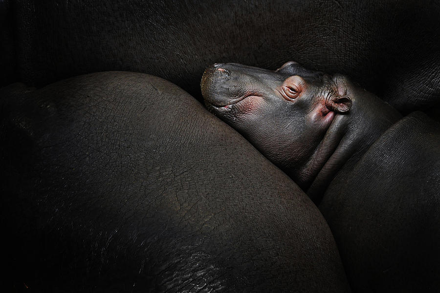 Hippopotamus Photograph - Dreamin by Zdenek Vales