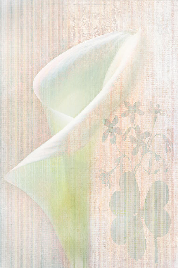 Dreaming Calla Lily Photograph by Camille Lopez
