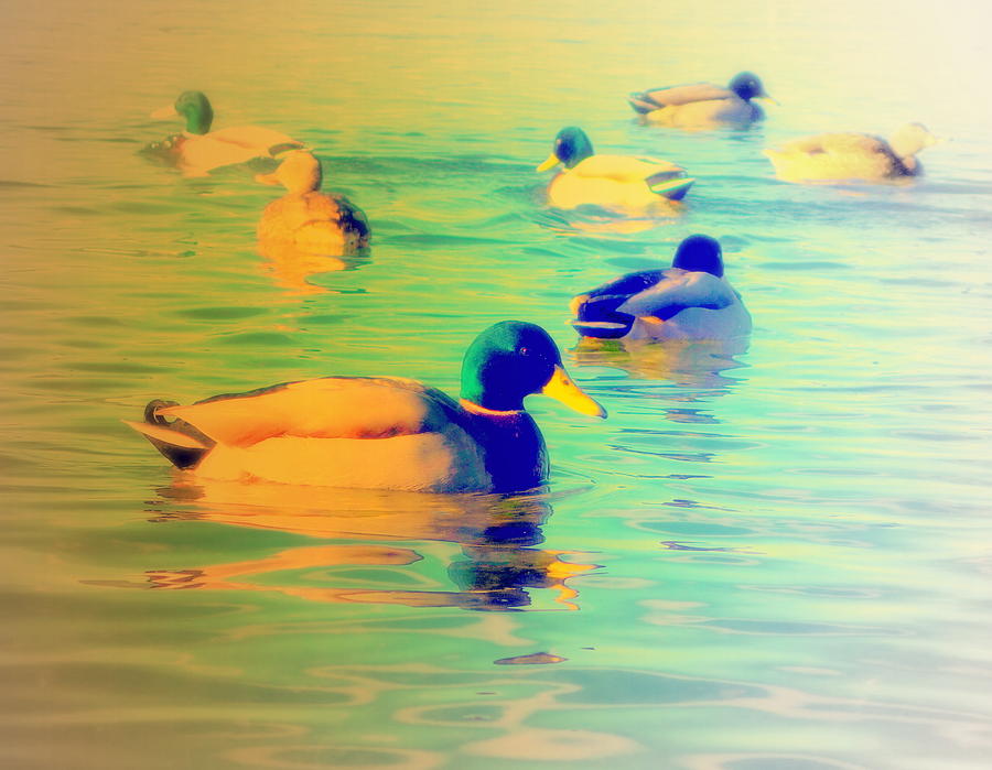 Ducks Dreaming Of Dreaming Ducks Photograph by Hilde Widerberg