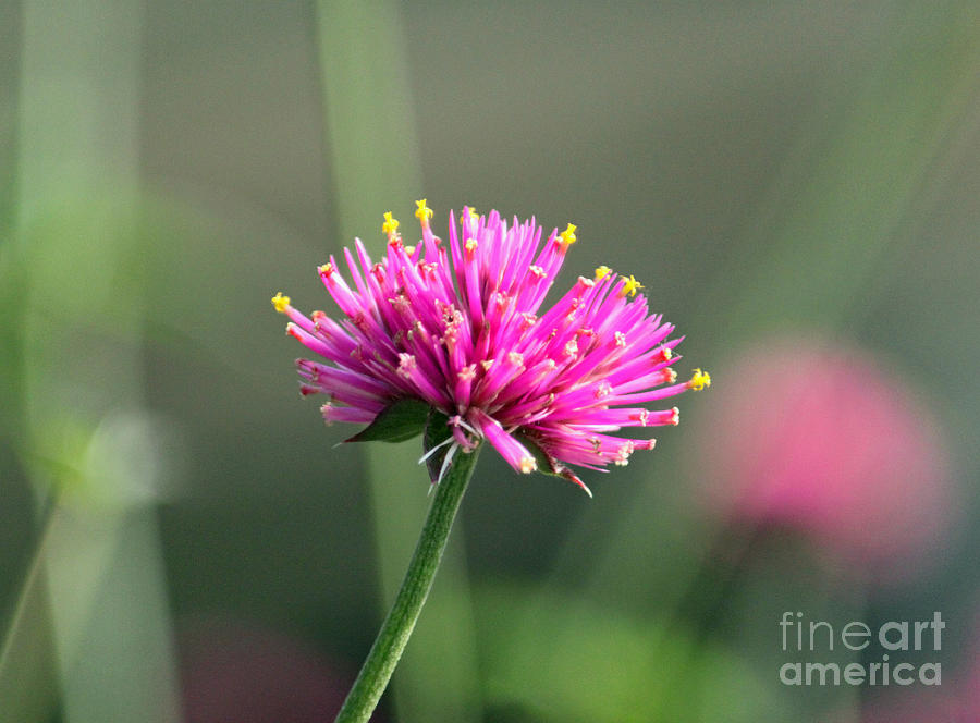 Nature Photograph - Dreaming in Fuschia II by Suzanne Gaff