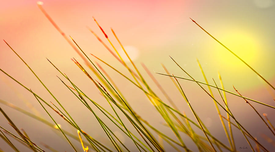 Abstract Photograph - Dreaming In The Grass by Bob Orsillo