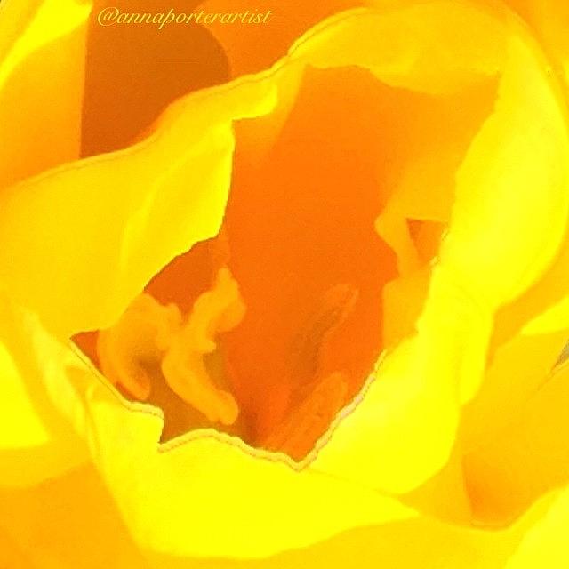 Dreaming In Yellow, Tulip Petals Photograph by Anna Porter