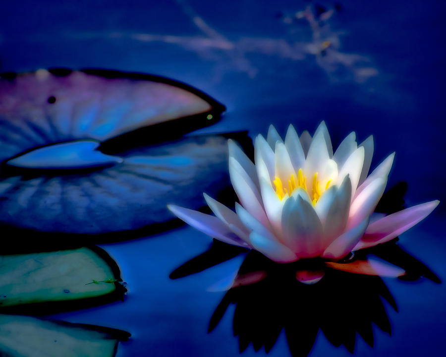 Dreaming of a Waterlily Photograph by Lynne Jenkins