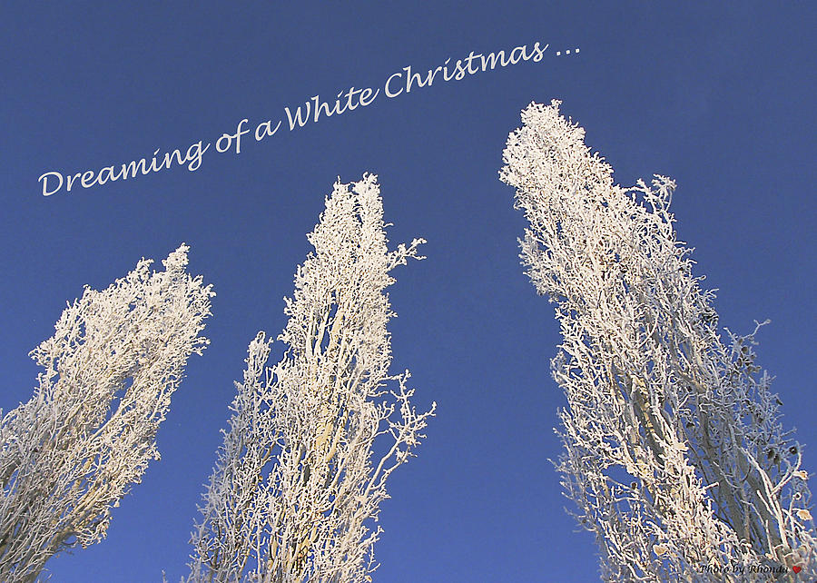 Dreaming of a White Christmas Photograph by Rhonda McDougall