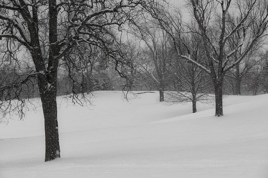 Tree Photograph - Dreaming of a White Winter  mono by Rachel Cohen