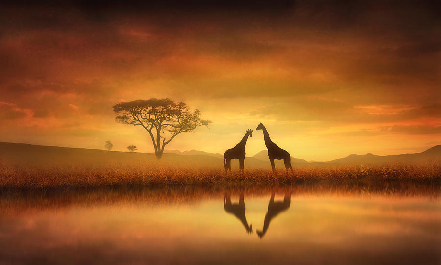 Giraffe Photograph - Dreaming of Africa by Jennifer Woodward