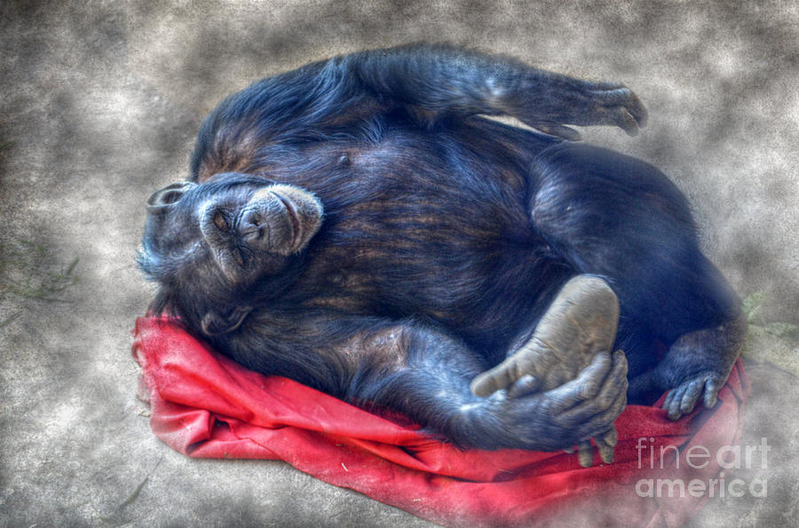 Dreaming of Bananas Chimpanzee Photograph by Peggy Franz