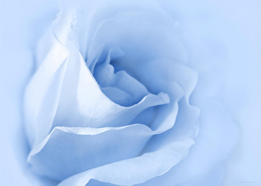 Dreaming of Blue Roses Photograph by Jennie Marie Schell