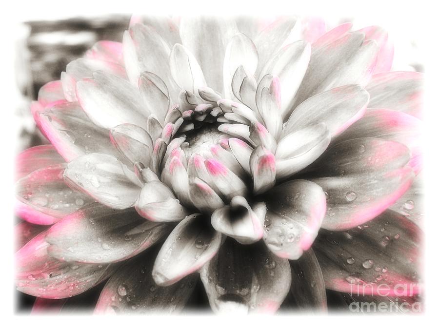 Dreaming of Dahlia Photograph by Sharon Woerner