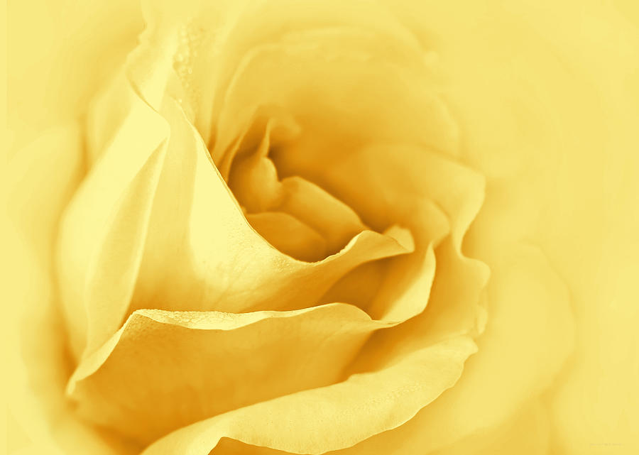 Dreaming of Yellow Golden Roses Photograph by Jennie Marie Schell
