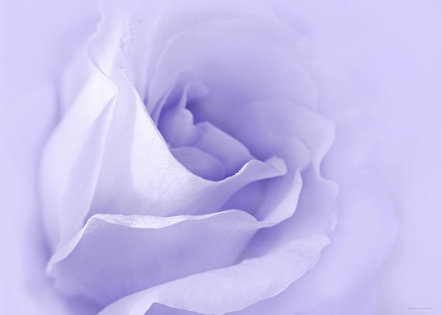 Dreaming of Lavender Roses Photograph by Jennie Marie Schell