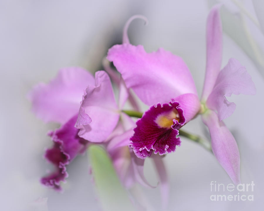 Dreaming of Orchids Photograph by Sabrina L Ryan