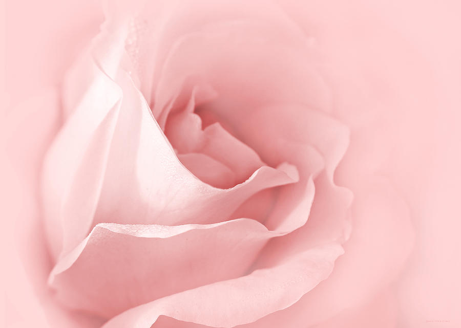 Dreaming of Pink Roses Photograph by Jennie Marie Schell