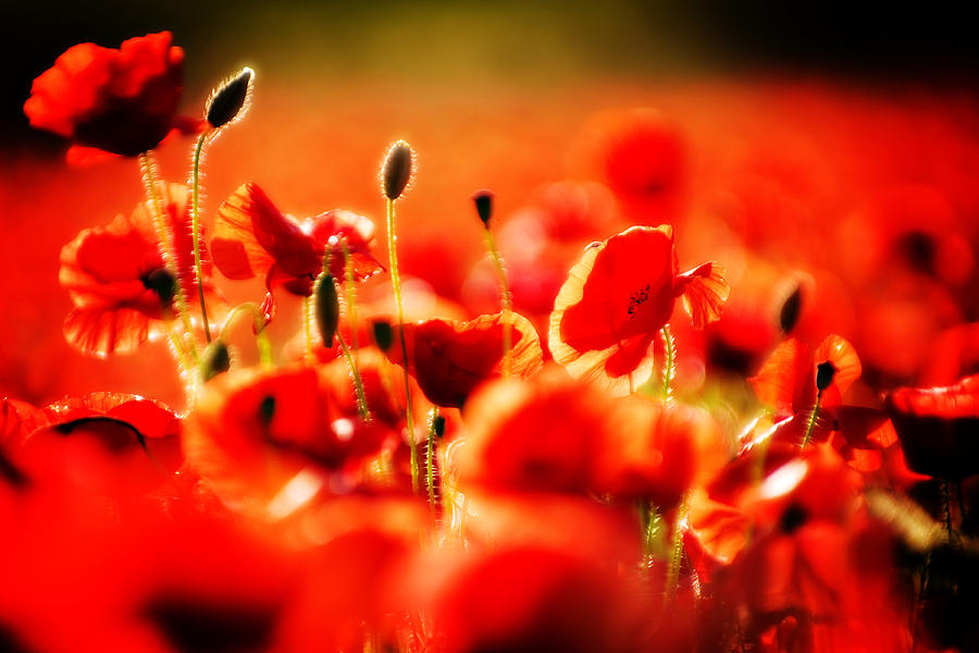 Dreaming Of Poppies Photograph by Meirion Matthias