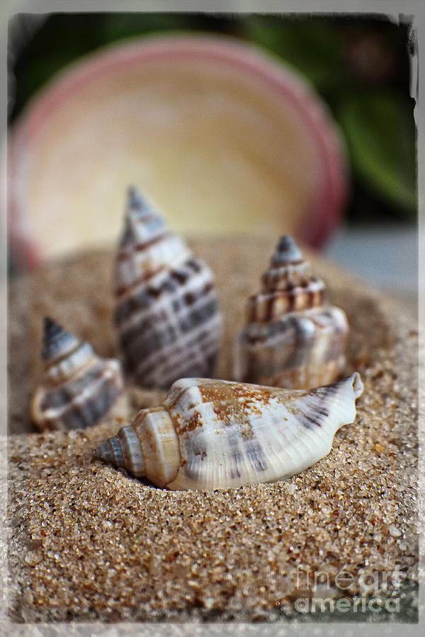 Nature Photograph - Dreaming of Sand Seashells and Sandcastles by Ella Kaye Dickey
