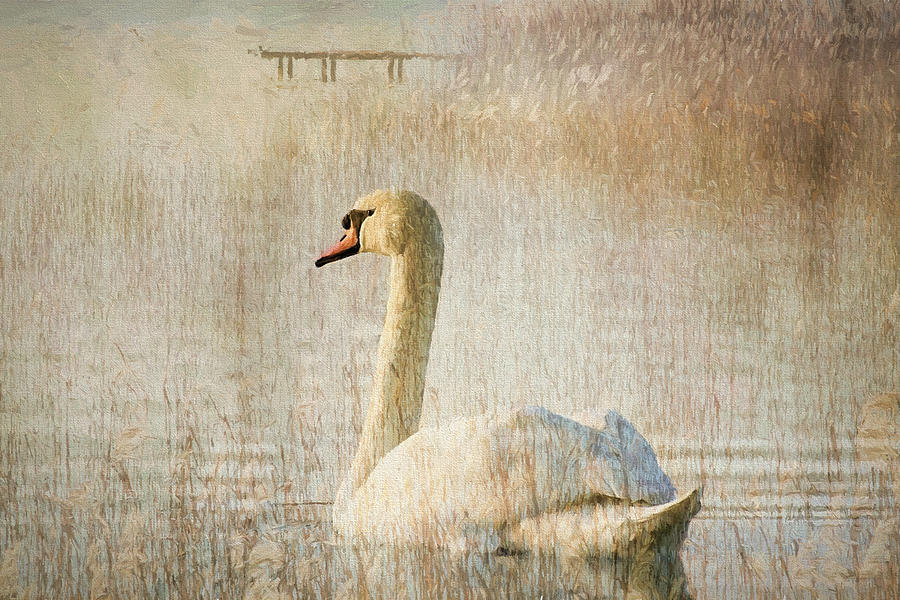 Swan Photograph - Songs Of A Swan by Georgiana Romanovna