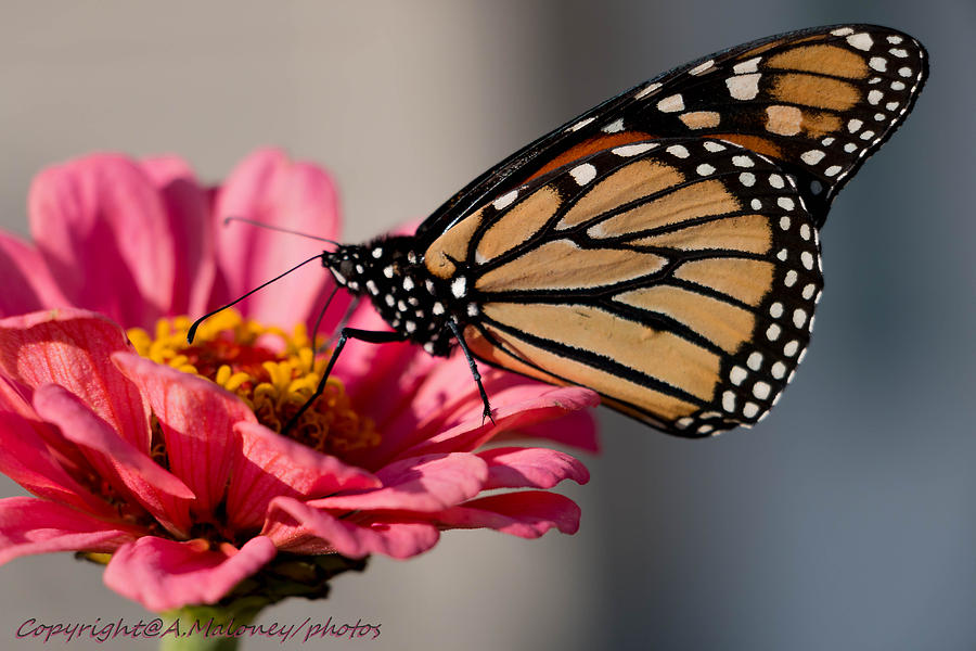 Butterfly Photograph - Dreaming of summer by Amy Maloney