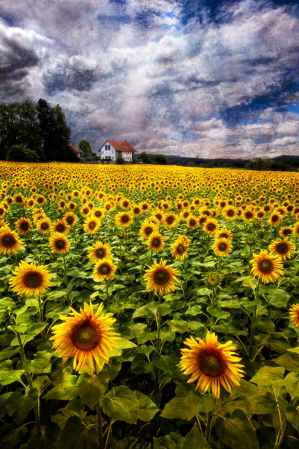 Dreaming of Sunflowers Photograph by Debra and Dave Vanderlaan Fine
