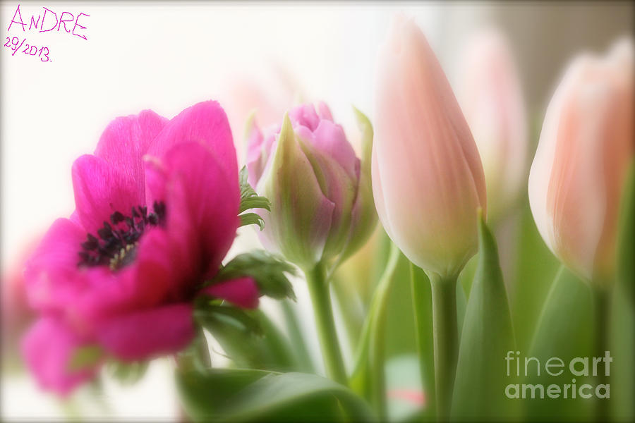Dreaming Of You....Spring flower ... FEELINGS OF LOVE. Photograph by  Andrzej Goszcz 