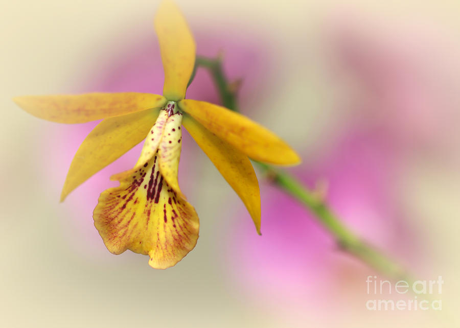 Garden Photograph - Dreaming Orchids by Sabrina L Ryan