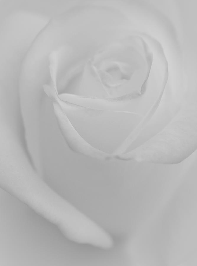 White Rose Photograph - Dreaming Rose by The Art Of Marilyn Ridoutt-Greene
