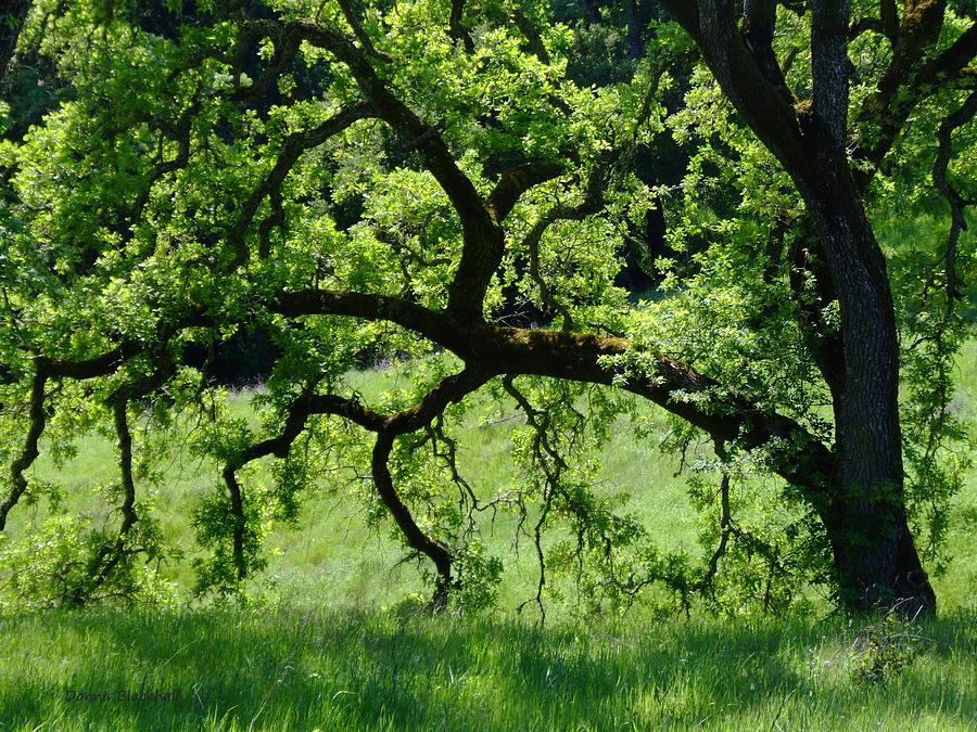 Dreaming Under The Old Oak Photograph by Donna Blackhall