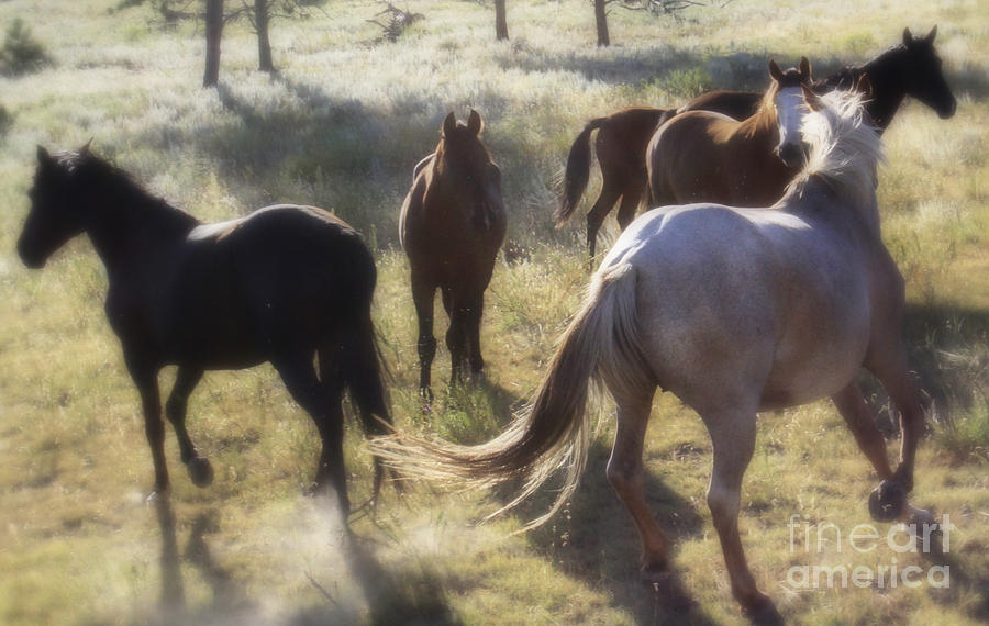Dreaming Wild Horses Photograph by Kate Purdy