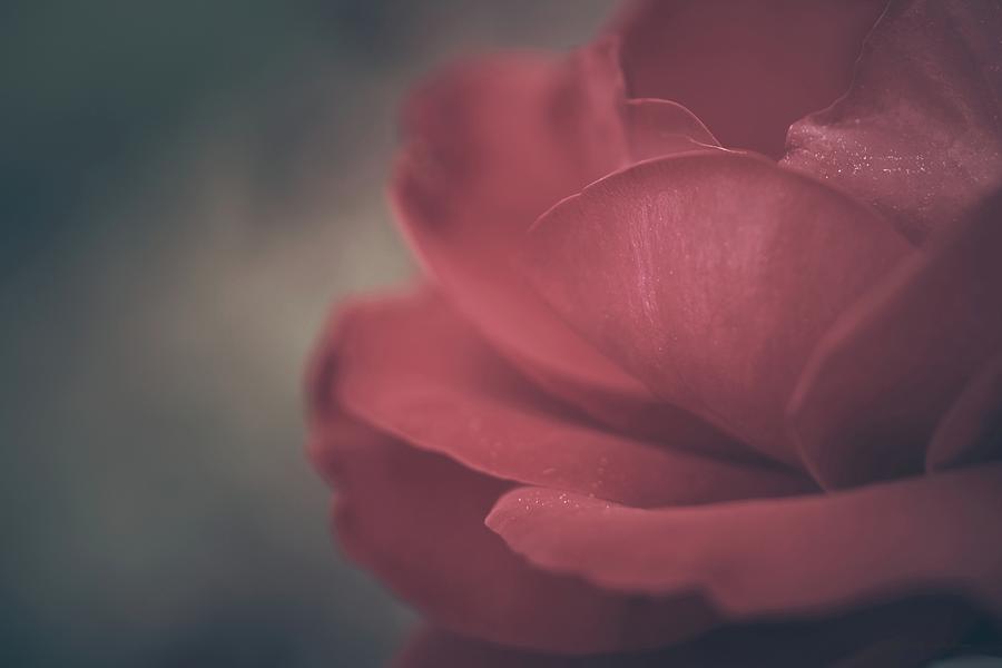 Rose Photograph - Dreams Do Come True by The Art Of Marilyn Ridoutt-Greene