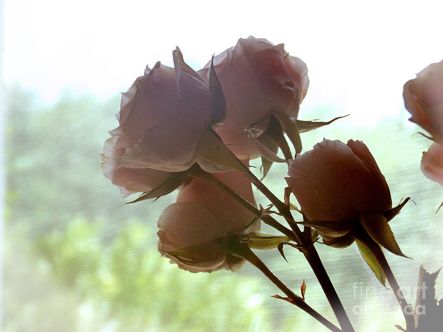 Dreams in Roses Photograph by Anita Faye