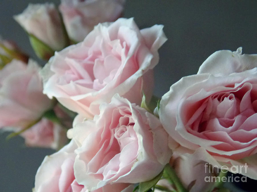 Rose Photograph - Dreams in Roses Too by Anita Faye