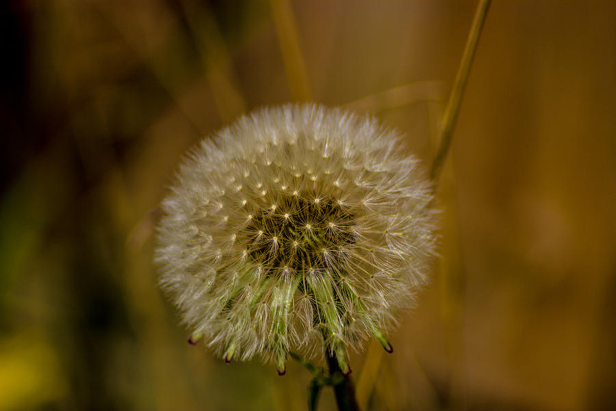 Flower Photograph - Dreams by Martin Newman