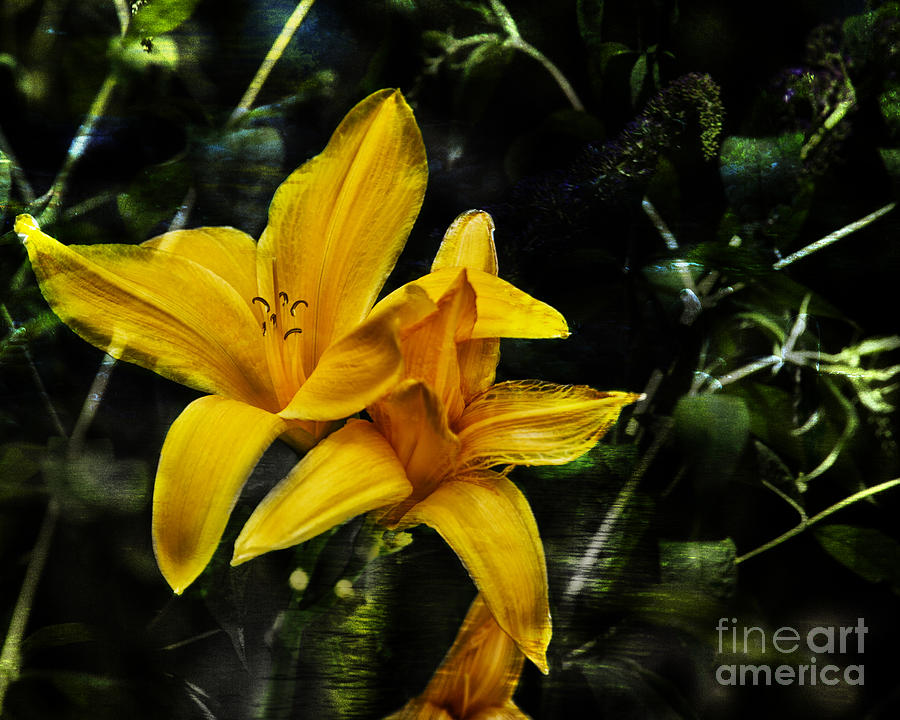 Dreams of a Day Lily Photograph by Belinda Greb