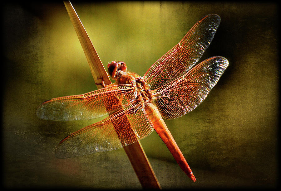 Dreams of a Dragonfly  Photograph by Saija Lehtonen