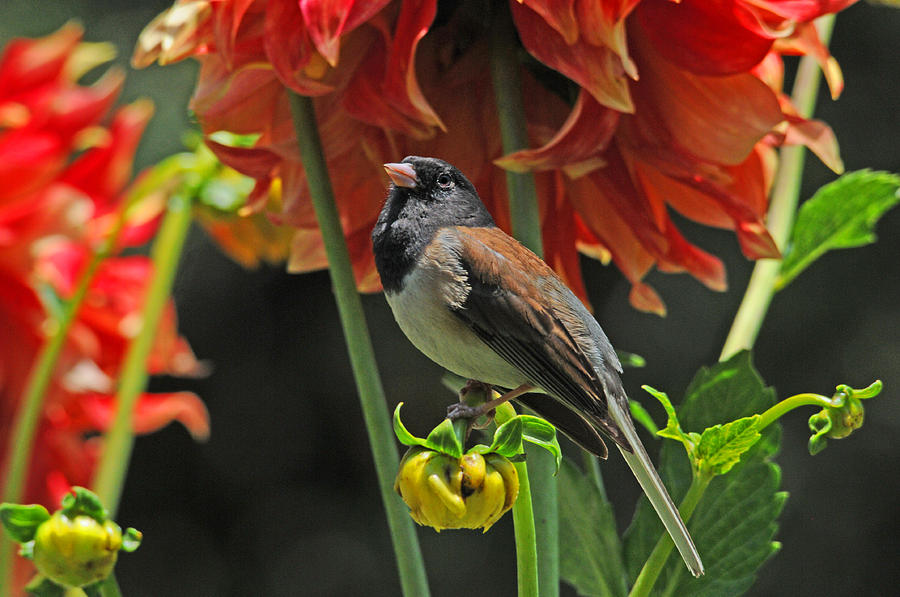 Bird Photograph - Dreams of Autumn by Lynn Bauer