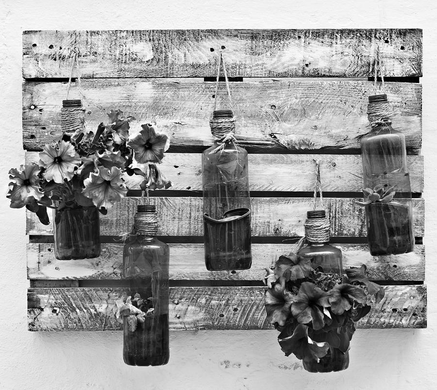 Original plant pot in wood base - Dreams of freedom black and white Photograph by Pedro Cardona Llambias