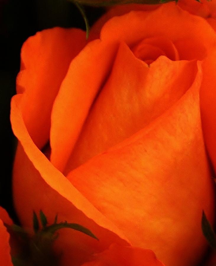 Dreams of Orange Photograph by Bruce Bley