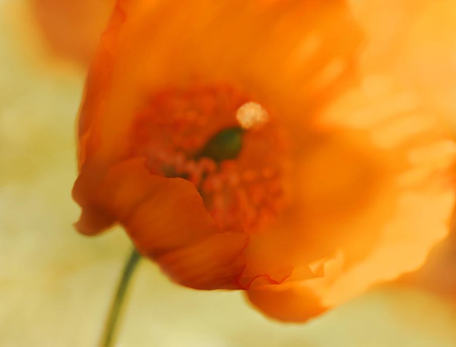 Poppy Photograph - Dreams of Orange Poppy Flower by Jennie Marie Schell