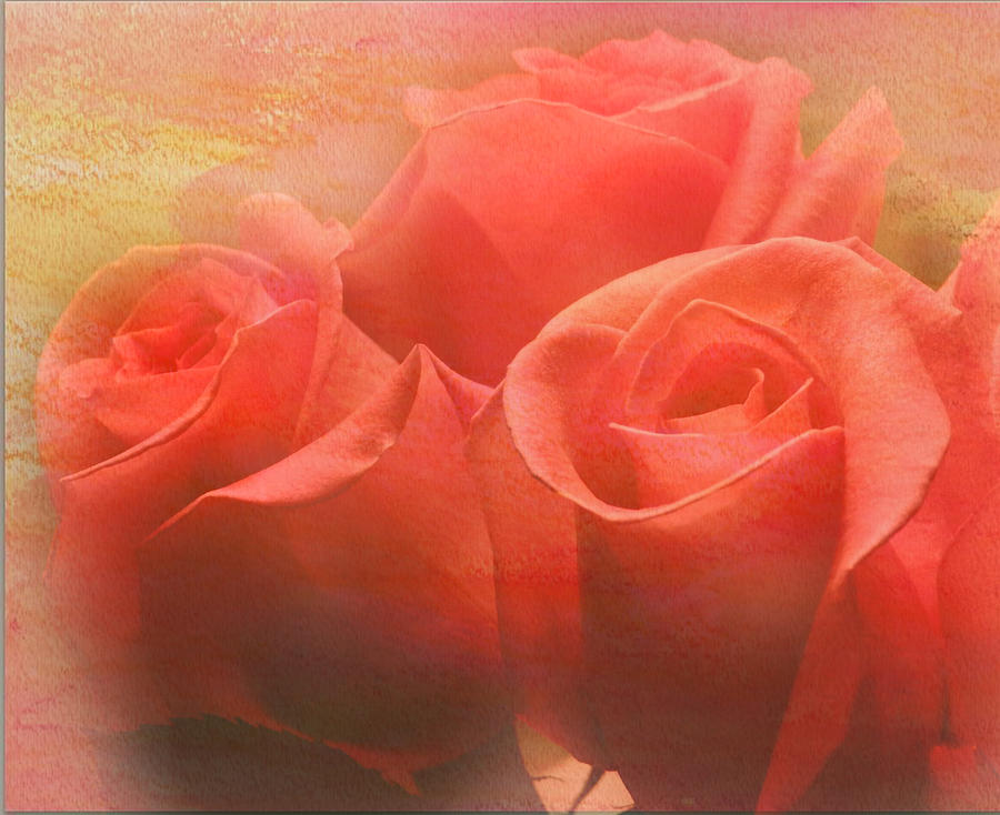 Dreams Of Roses Photograph