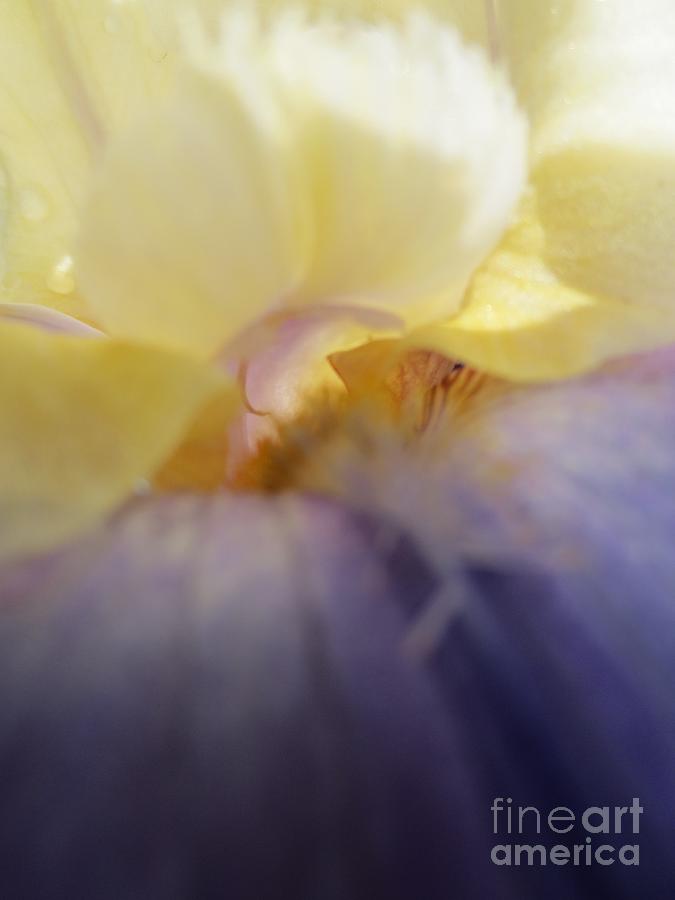 Abstract Photograph - Dreams Of Spring by Lne Kirkes