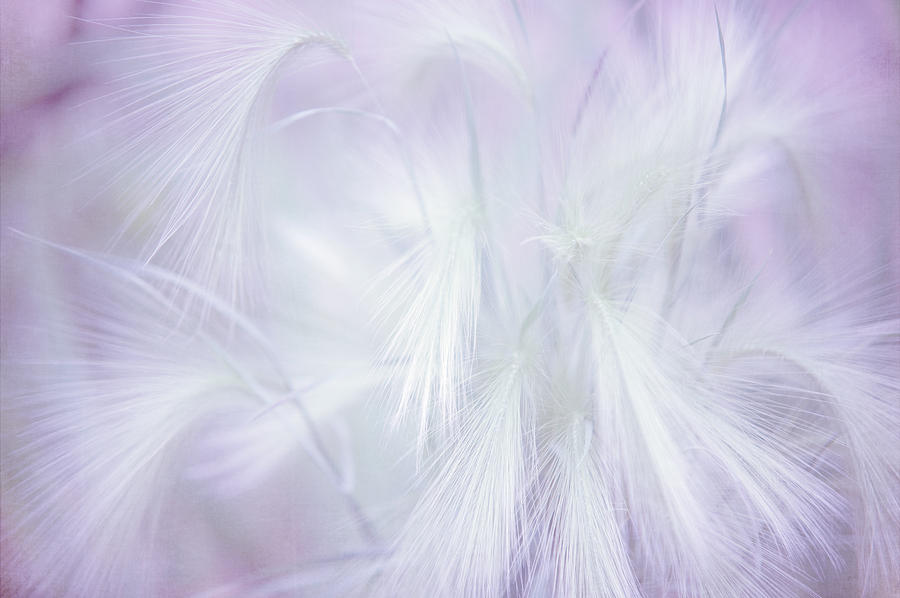 Dreams. Pastel Grasses Photograph by Jenny Rainbow