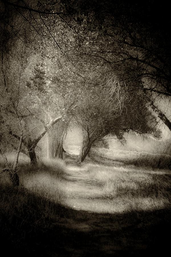 Dreams Photograph by Roland Peachie - Fine Art America