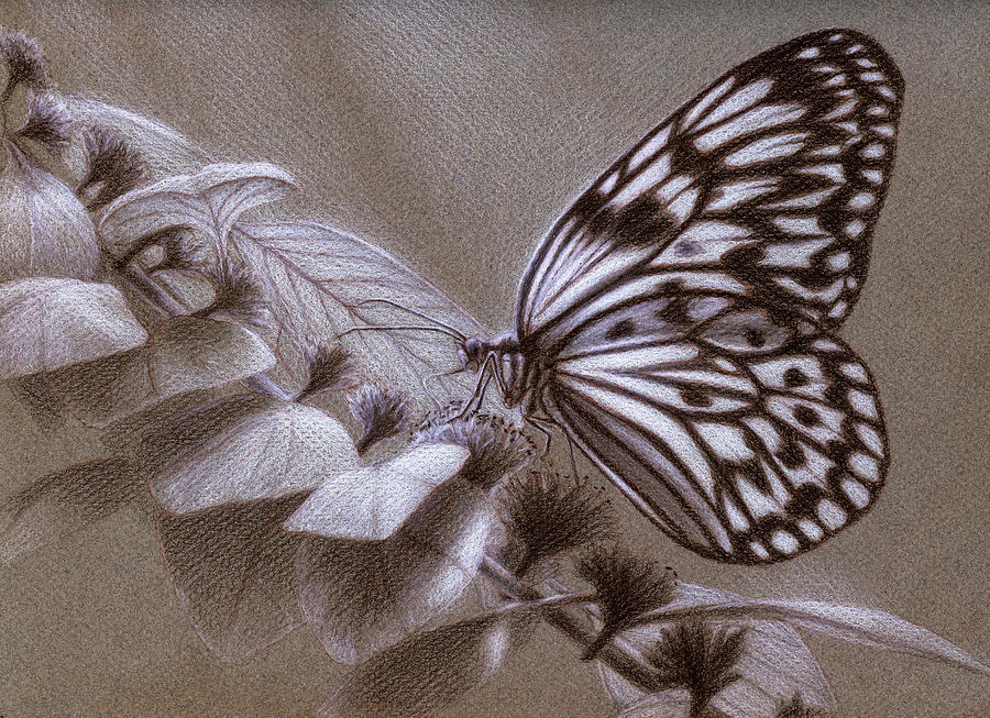 Butterfly Drawing - Dreams Sketch by Shawn Kawa Butterfly Drawing - Dreams Sketch by Shawn Kawa