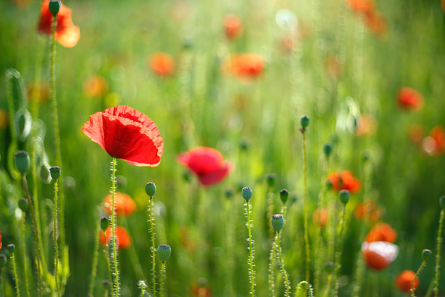 Poppy Photograph - Dreamscape - Field of Poppies by Roeselien Raimond