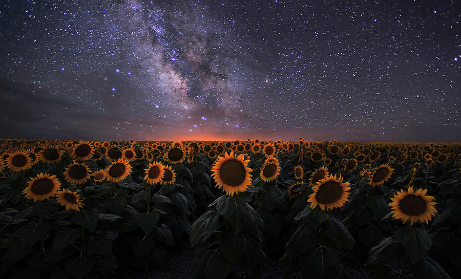 Sunflower Photograph - Dreamscape by Mei Xu