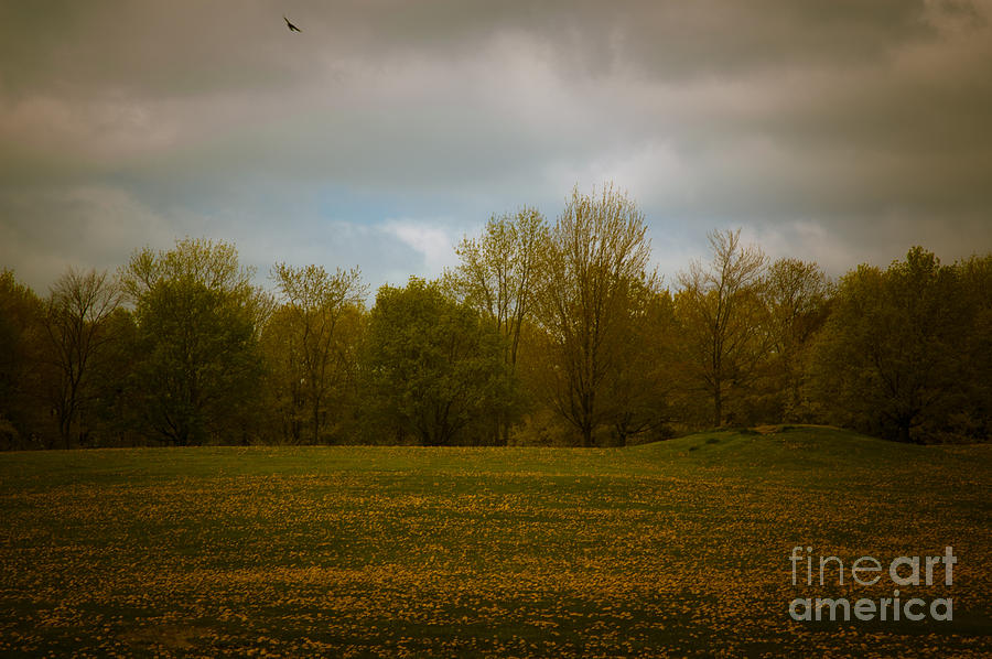 Dreamscapes - Field with Bird 1 Photograph by Kathi Shotwell