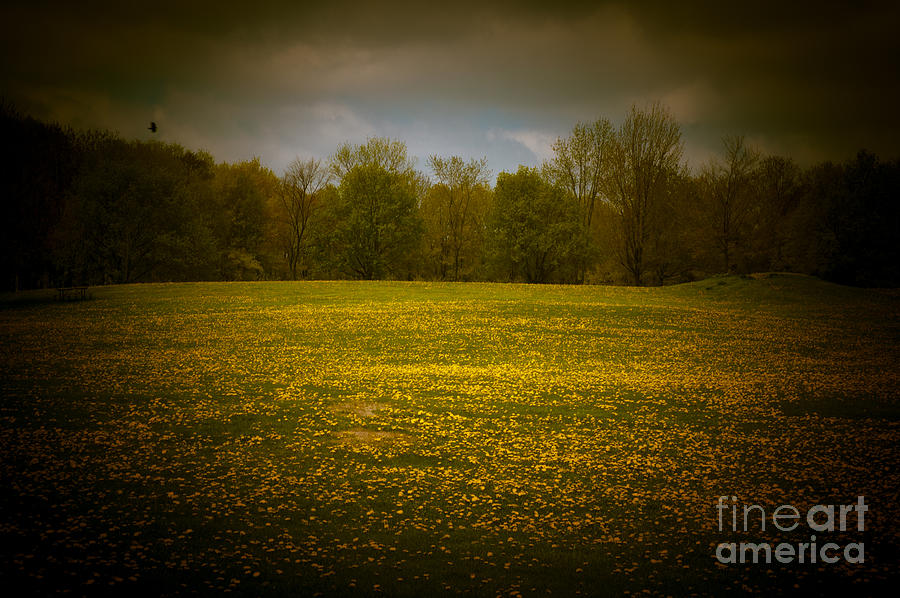 Dreamscapes - Field with Bird 2 by Kathi Shotwell Dreamscapes - Field with Bird 2 by Kathi Shotwell